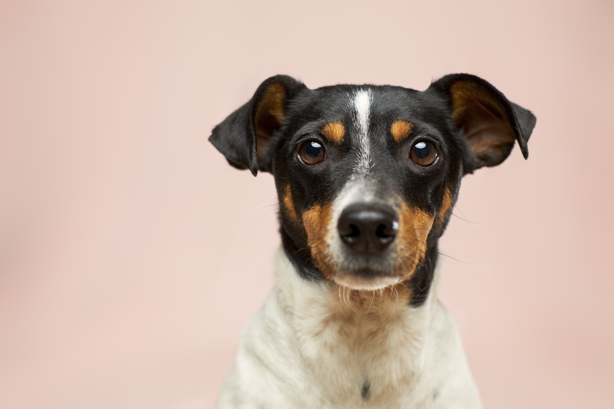 In-home dog training session in Melbourne's southern suburbs