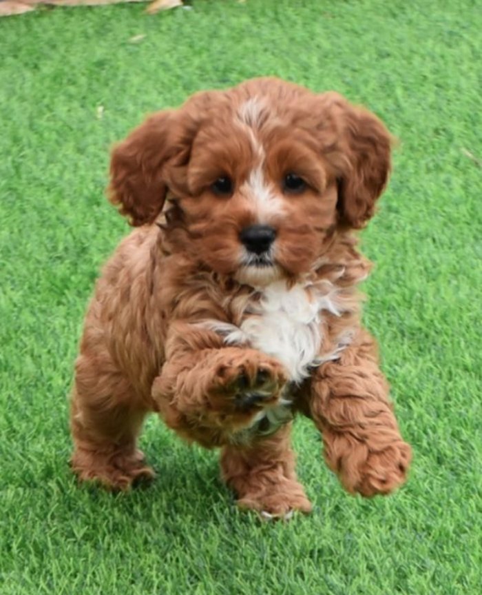 Cavoodle puppy playing on grass — Puppy Foundations training with Heeling Dogs