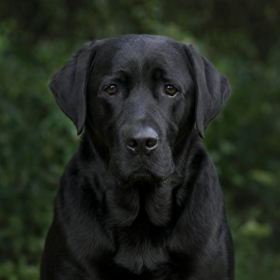 Dog receiving reactive dog rehab and behaviour support from Heeling Dogs